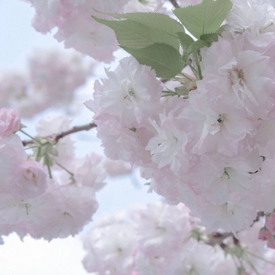 兽设Q版设计实用教程Furry群